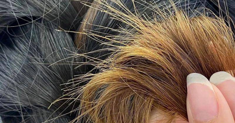 Instagram.com/shrd.id